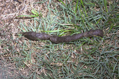 Herpestes pulverulentus