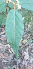 Seringia arborescens