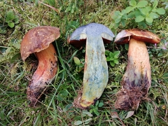 Neoboletus xanthopus
