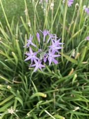 Tulbaghia
