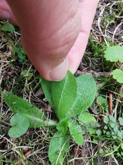 Asteraceae