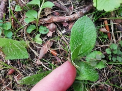 Asteraceae