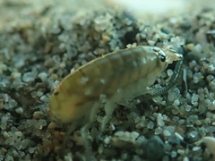 Megalorchestia pugettensis