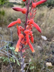 Aloe vanrooyenii