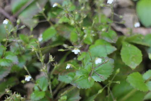 Lindernia viscosa iNat (1)