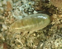 Megalorchestia pugettensis
