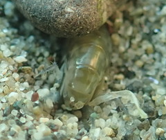 Megalorchestia pugettensis