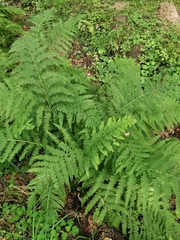 Athyrium filix-femina
