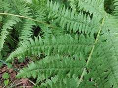 Athyrium filix-femina