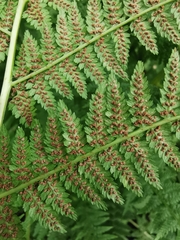 Athyrium filix-femina
