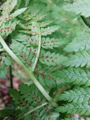Athyrium filix-femina
