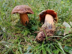 Neoboletus xanthopus