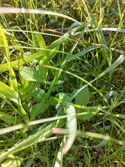 Oxalis adspersa