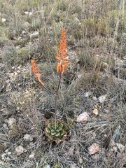 Aloe vanrooyenii