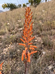 Aloe vanrooyenii
