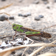 Locusta migratoria