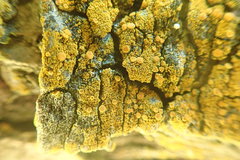 Gyalolechia xanthostigmoidea