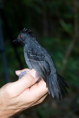 Frederickena viridis