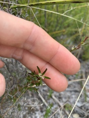 Pseudanthus orientalis