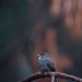 White-throated Pewee - Photo (c) Roger Le Guen, some rights reserved (CC BY-NC), uploaded by Roger Le Guen