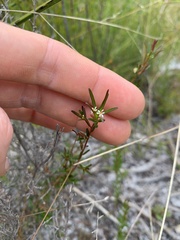 Pseudanthus orientalis