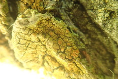 Gyalolechia xanthostigmoidea