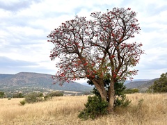 Erythrina lysistemon