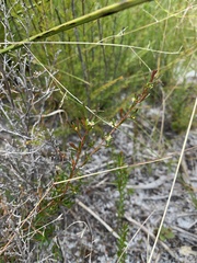 Pseudanthus orientalis