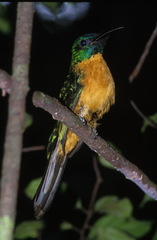 Jacamerops aureus