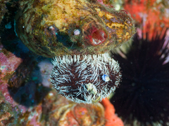 Tripneustes kermadecensis