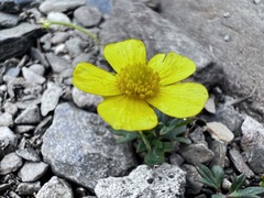 Ranunculus formosa-montanus
