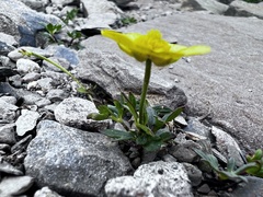 Ranunculus formosa-montanus