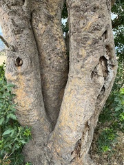 Erythrina lysistemon