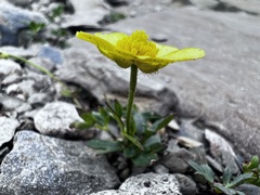 Ranunculus formosa-montanus