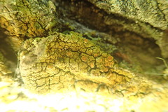 Gyalolechia xanthostigmoidea