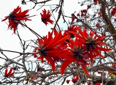 Erythrina lysistemon