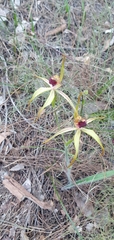 Caladenia longiclavata