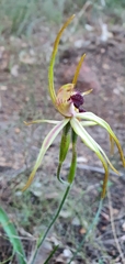 Caladenia longiclavata