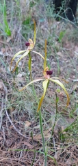 Caladenia longiclavata