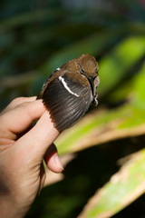 Microcerculus bambla