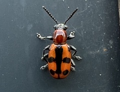 Crioceris bicruciata