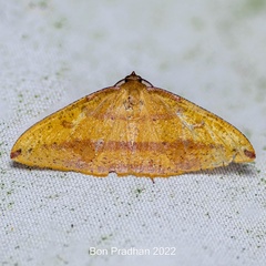 Heterolocha