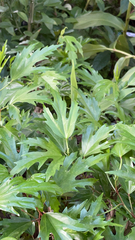 Angiospermae