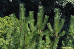 Pinus thunbergii
