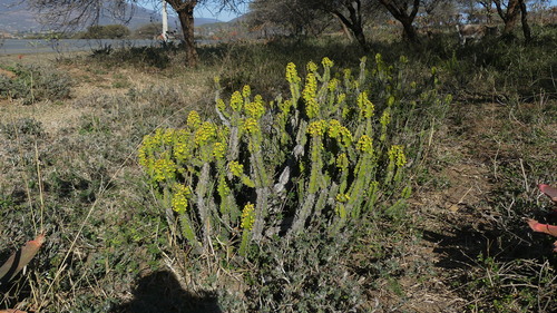 Image of Euphorbia pseudocactus by no rights reserved