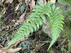 Metathelypteris gracilescens