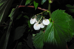 Begonia dipetala