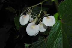 Begonia dipetala