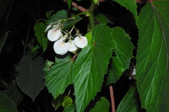 Begonia dipetala