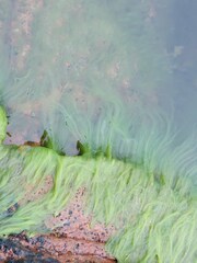 Cladophora glomerata